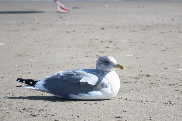 海辺の鳥②