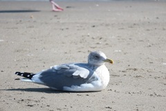 海辺の鳥②