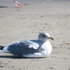 海辺の鳥②