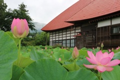 稲泉寺　蓮畑　