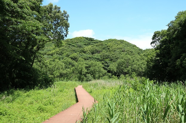 小網代の森　