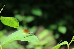 小網代の森　トンボ③