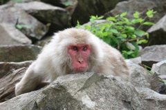 野猿③