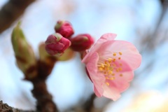 河津桜の花①