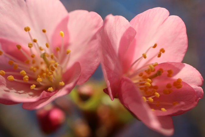 河津桜③