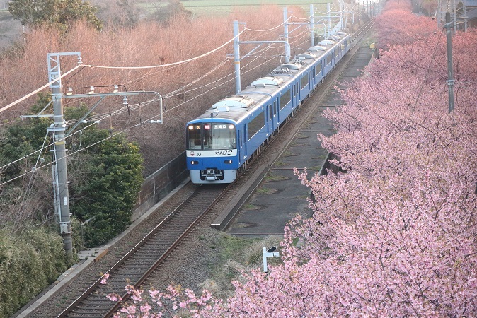 河津桜と京急（青車両）