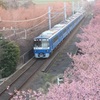 河津桜と京急（青車両）