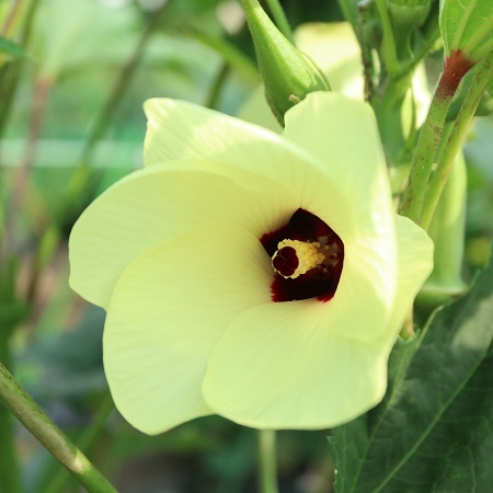 オクラの花