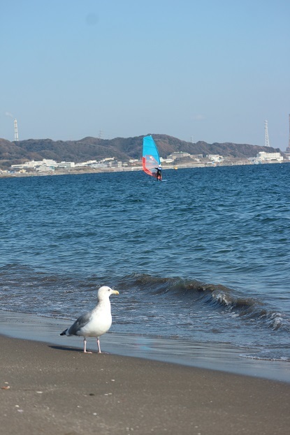 海辺の鳥⑤