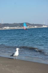 海辺の鳥⑤