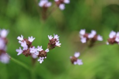 小網代の森　植物①