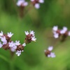 小網代の森　植物①