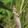 小網代の森　バッタ