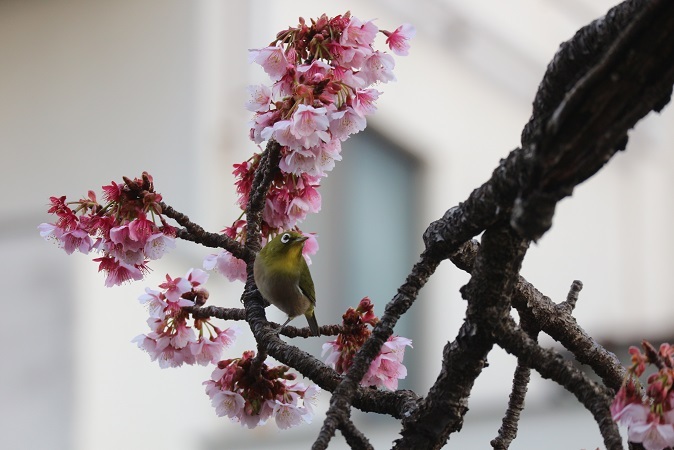 あたみ糸川桜まつり⑤