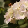 紫陽花２０２１⑤
