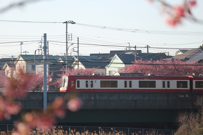 河津桜と京急