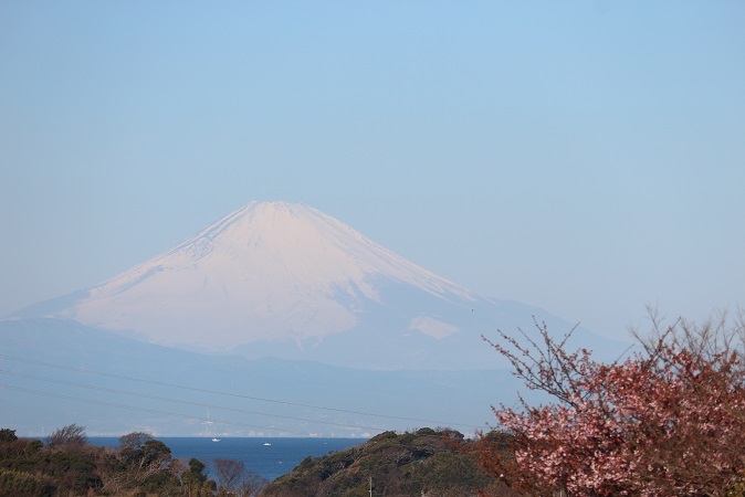 河津桜と2022④