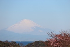 河津桜と2022④