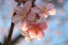 河津桜①