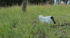 ねこ