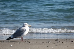 海辺の鳥①