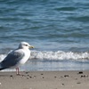 海辺の鳥①