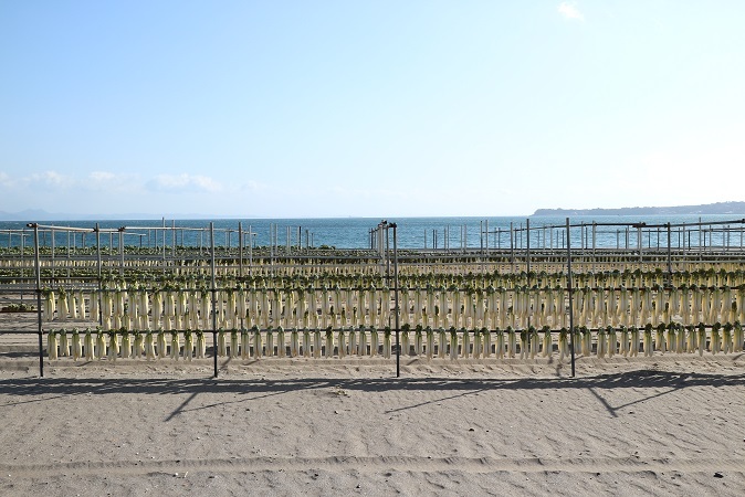 三浦海岸の大根干し①