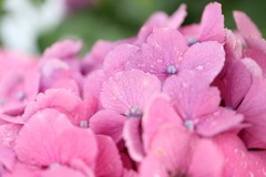 雨の日の紫陽花④