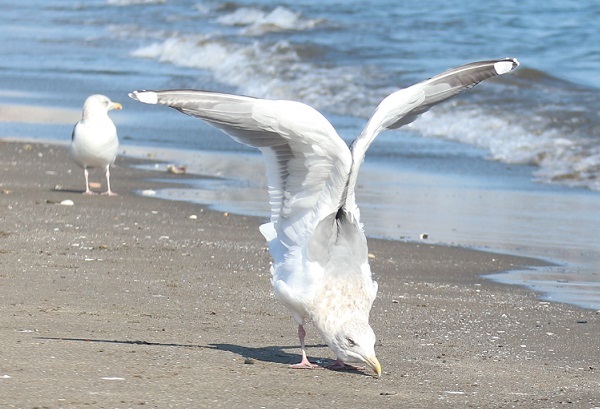 海辺の鳥⑦