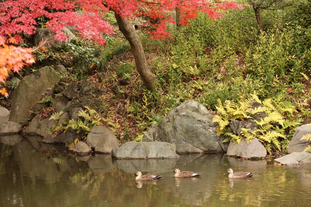 旧古河庭園のカモ①