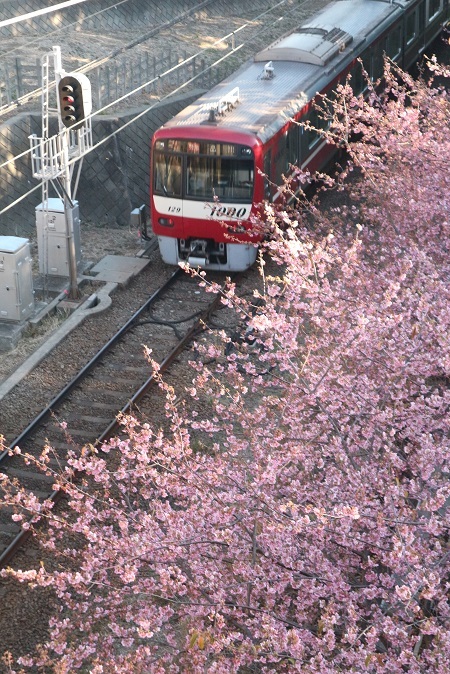 河津桜と京急