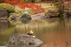 旧古河庭園のカモ②