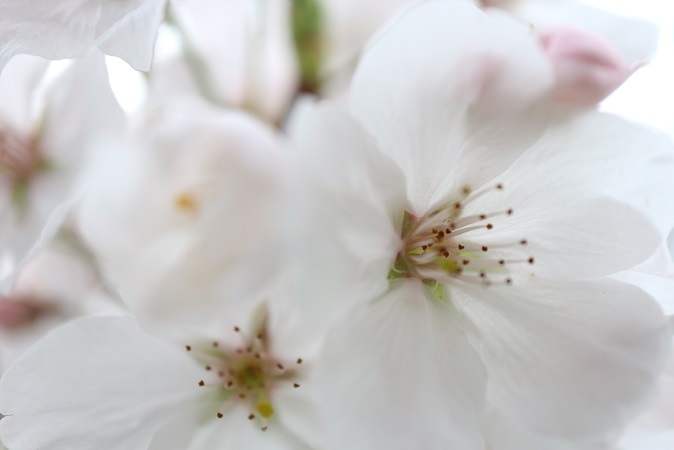 浅間神社の桜③