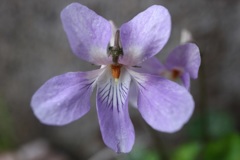 すみれの花
