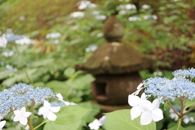 谷厳寺　あじさい③