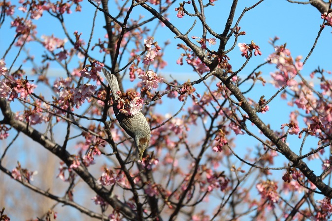 河津桜と2022⑥