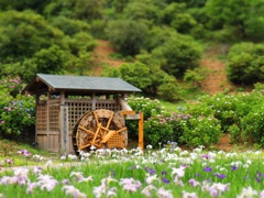 横須賀しょうぶ園