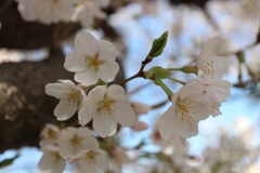 神社の桜⑥