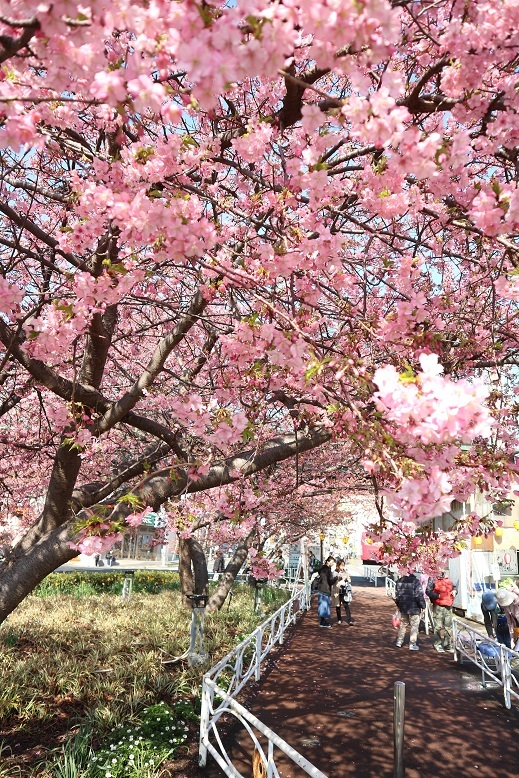 河津桜③