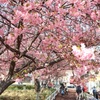 河津桜③