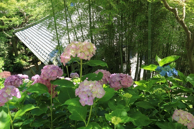 紫陽花⑨