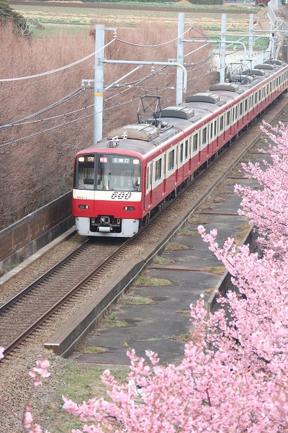 京急線と河津桜①