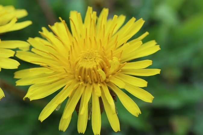 タンポポの花