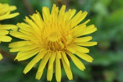 タンポポの花