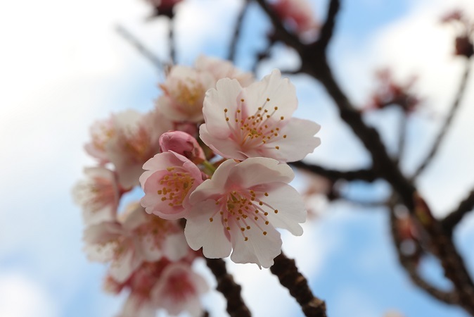 あたみ糸川桜まつり②