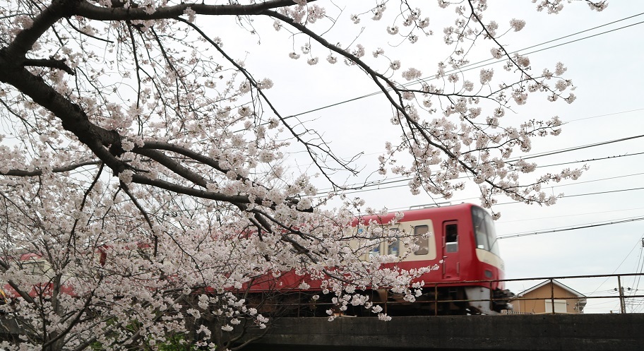 浅間神社の桜と京急