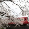 浅間神社の桜と京急