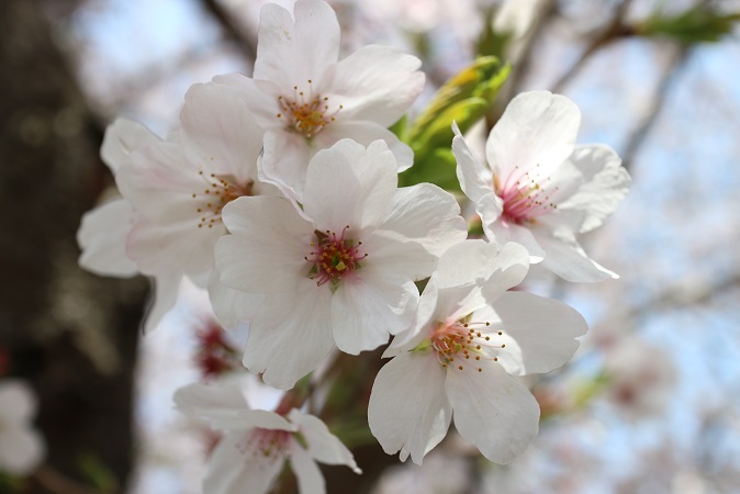 浅間神社の桜⑦