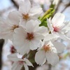 浅間神社の桜⑦