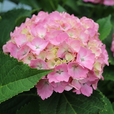 紫陽花②